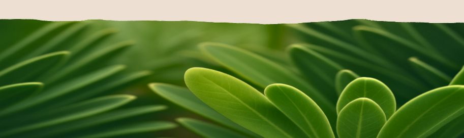 Sustainability at Haley — Rest Easy, Live Green